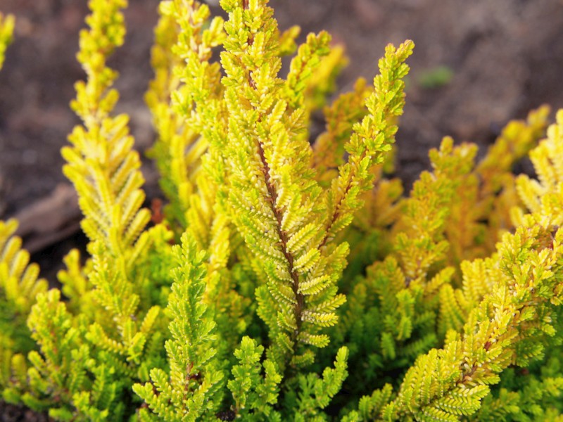 Calluna vulgaris 'Zora'