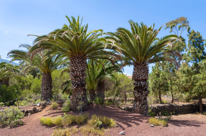 Canary Island Date Palm (Phoenix canariensis)