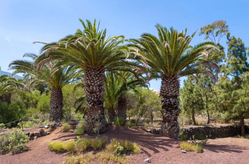 15 Large Florida Palm Trees Garden Lovers Club