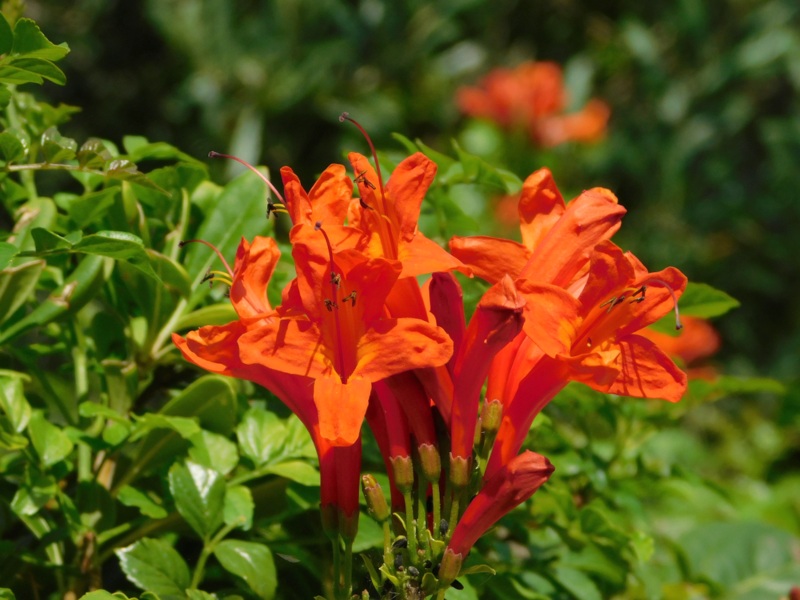 Cape Honeysuckle