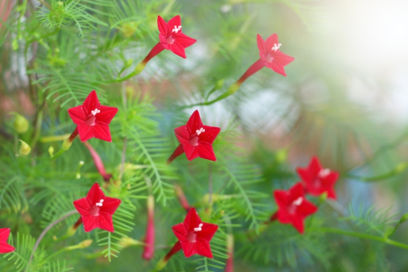 Cardinal Climber (Ipomoea quamoclit)