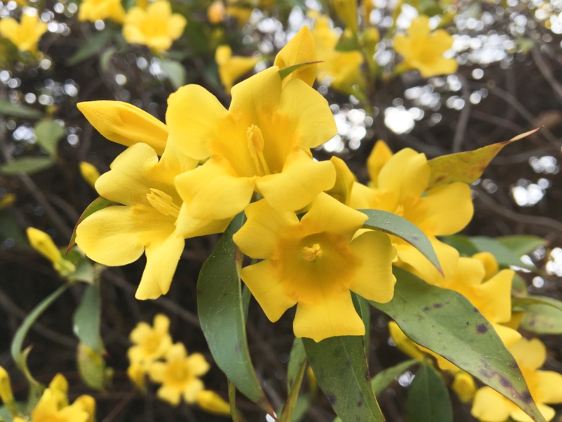 Carolina Jasmine