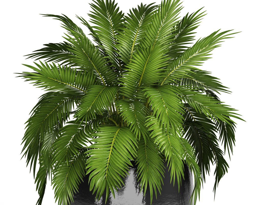 Cat Palm (Chamaedorea cataractarum)