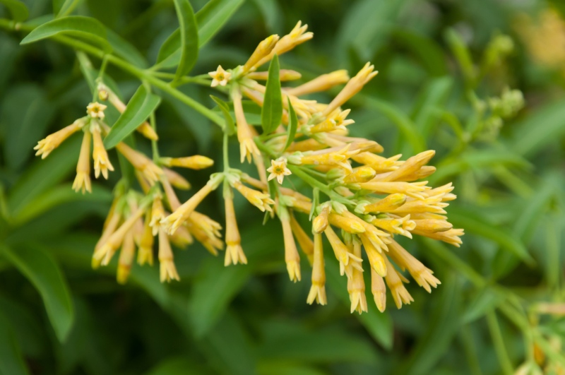 Cestrum nocturnum (Jasmine)