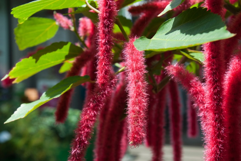 Chenille Plant