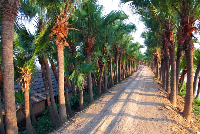 Chinese-Fan-Palm (Livistona chinensis)