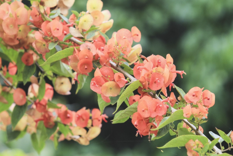 Chinese hat plant (Holmskioldia sanguinea)