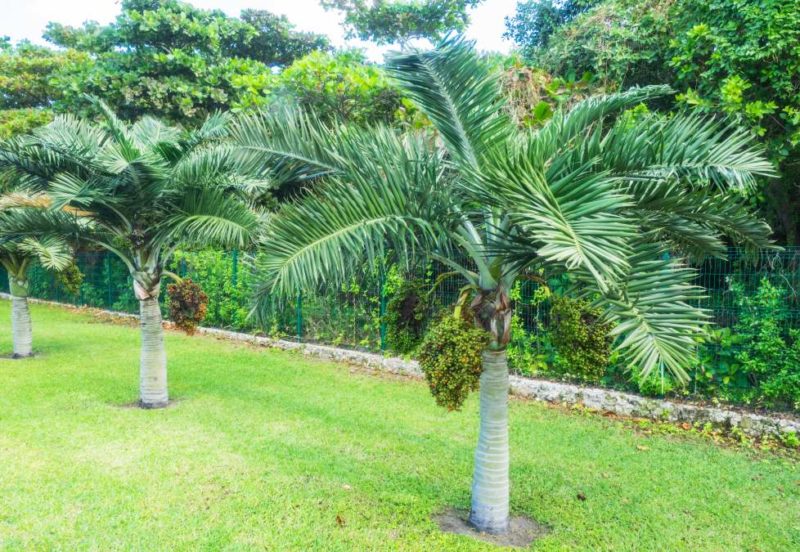 "Christmas Palm" - Adonidia Palm (Adonidia merrillii)