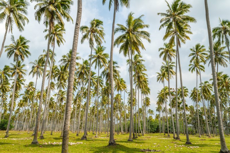 Coconut Palm (Cocos nucifera)