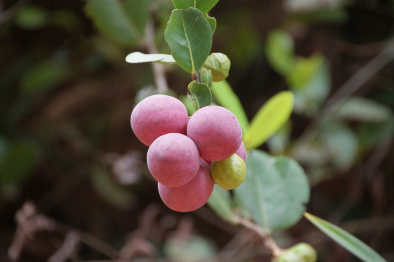 Cocoplum (Chrysobalanus icaco)