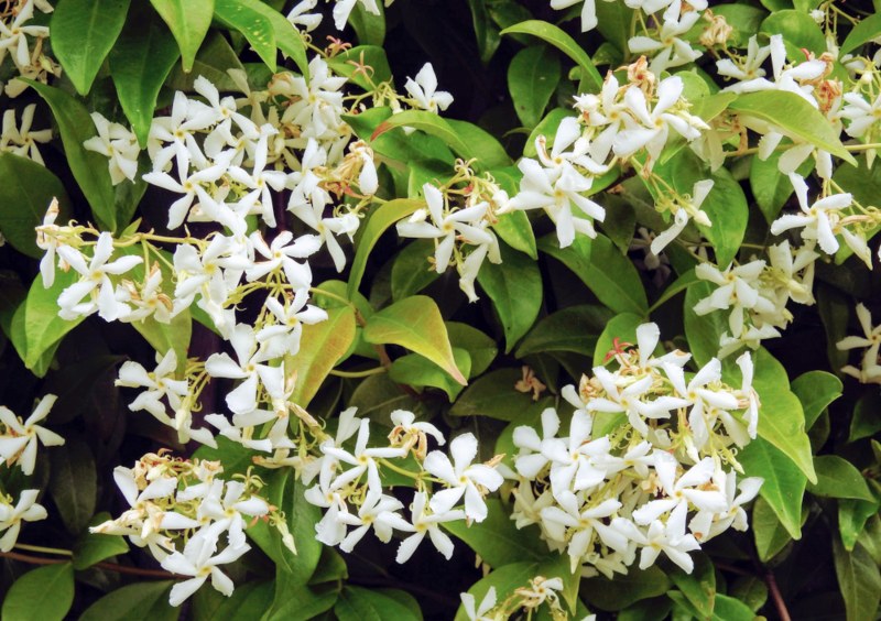 Confederate Jasmine (Trachelospermum jasminoides)