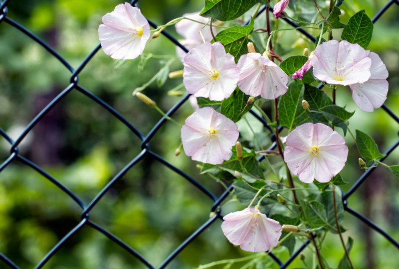 Convolvulus Arvensis