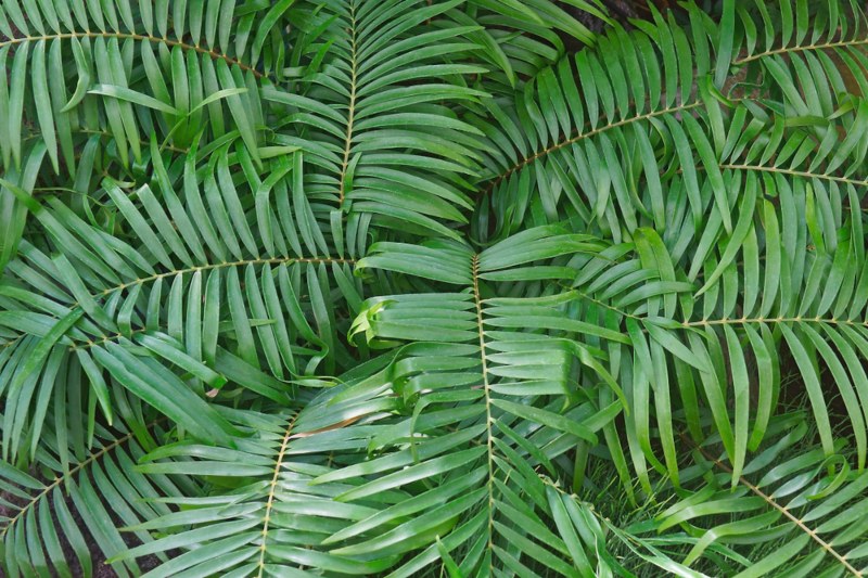 Coontie (Zamia pumila)