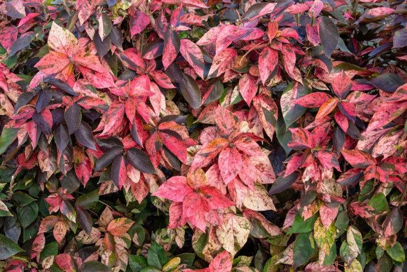 Copperleaf (Acalypha wilkesiana)