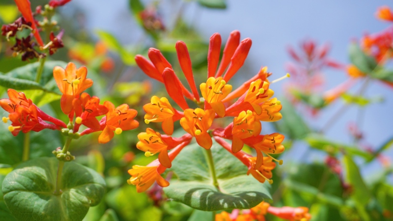 Coral Honeysuckle