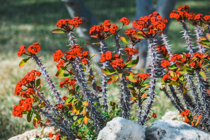 Crown of Thorns