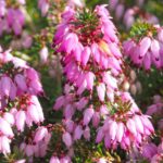 December Red (Erica carnea)