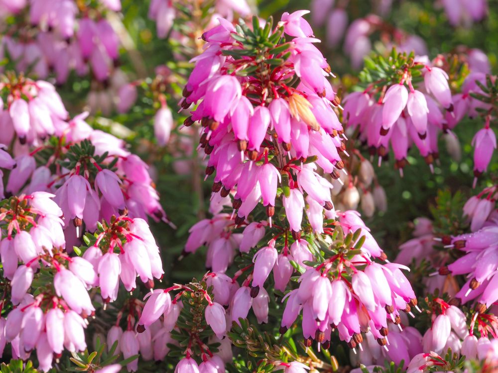 December Red (Erica carnea)