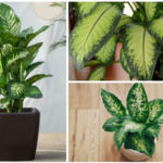 Dieffenbachia Houseplants