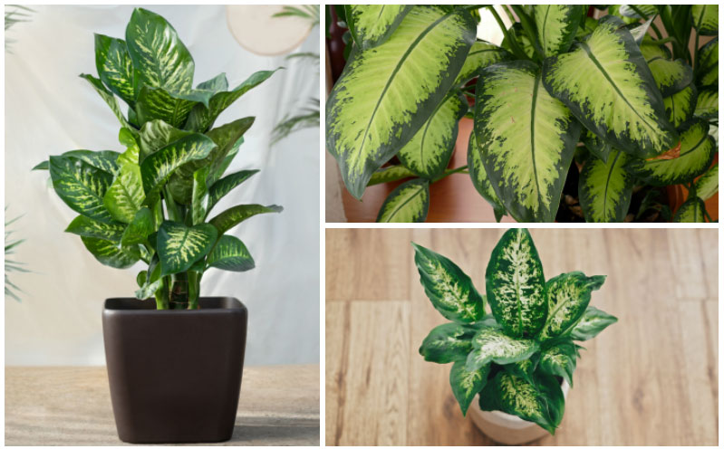 Dieffenbachia Houseplants