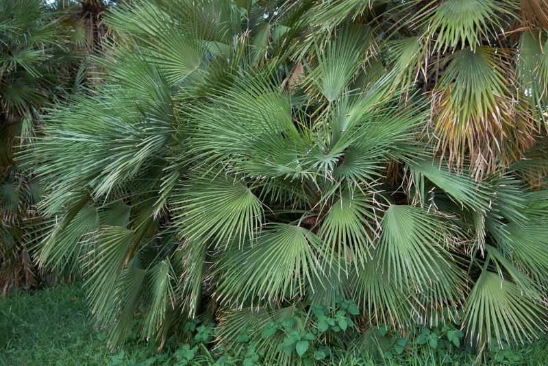 European Fan Palm (Chamaerops humilis)