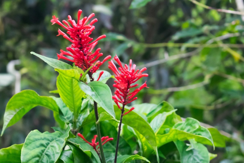 Firespike (Odontonema strictum)