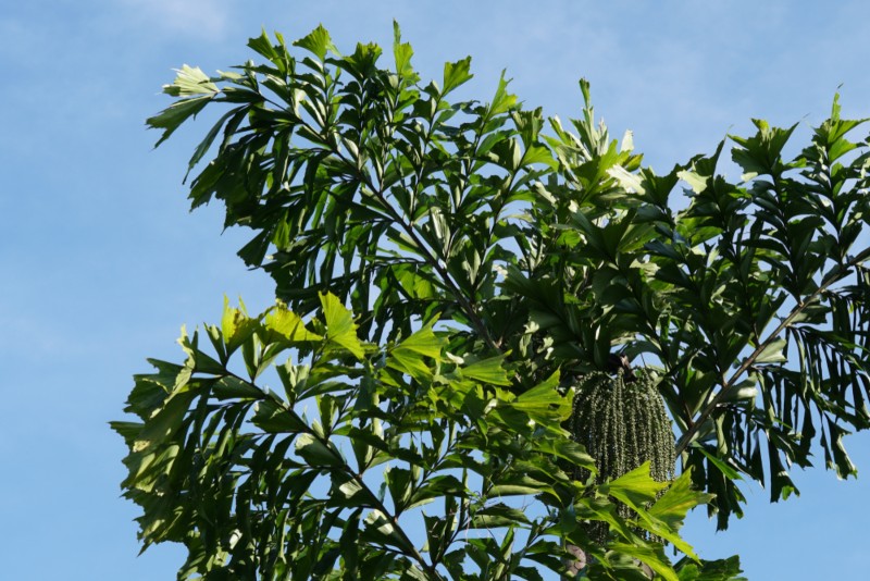 Fishtail Palm (Caryota mitis)