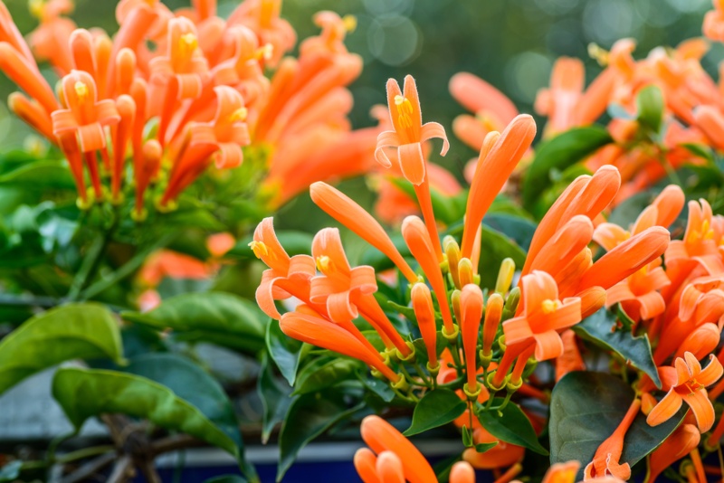 Florida Flame Vine