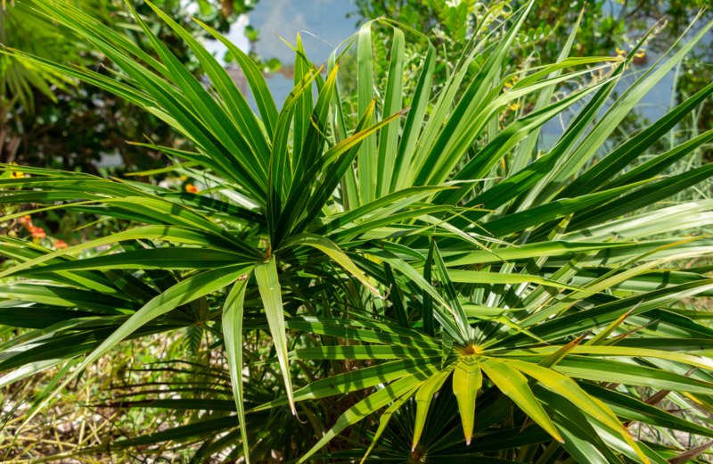 Florida Thatch Palm (Thrinax radiata)