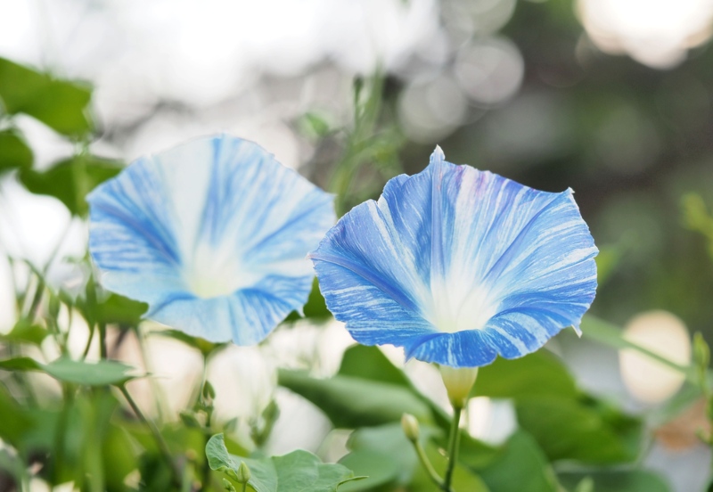 Flying Saucers (Ipomoea tricolor)