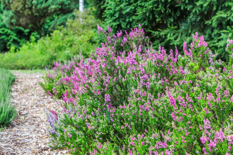 Foxhollow (Erica carnea)