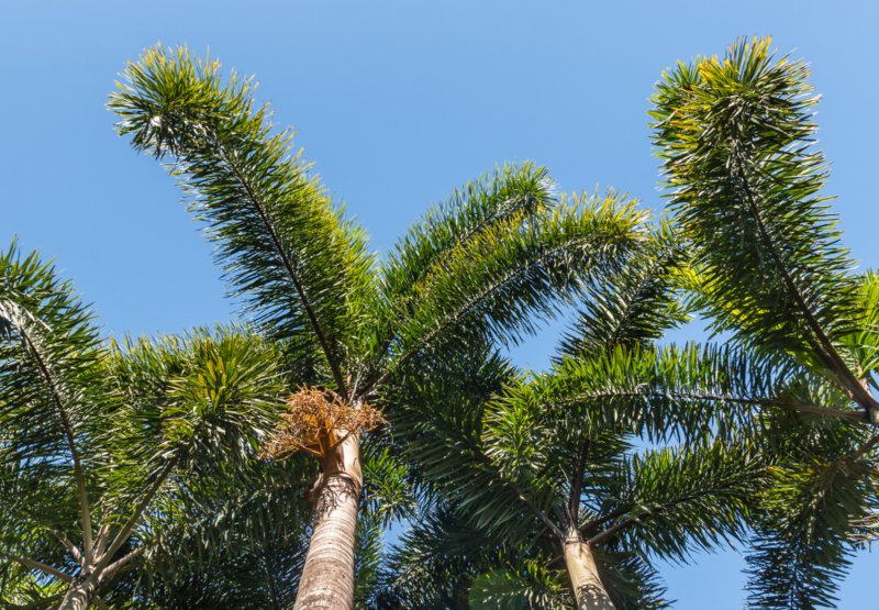 Foxtail Palm (Wodyetia bifurcata)