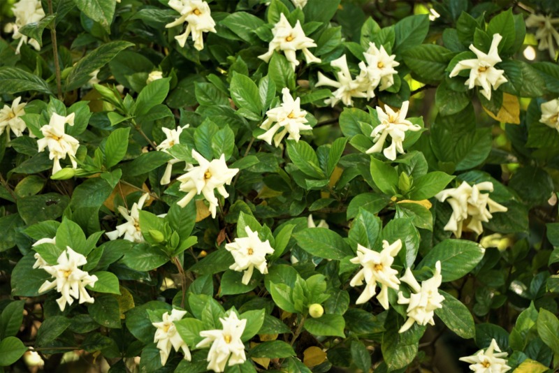 Gardenia Bush