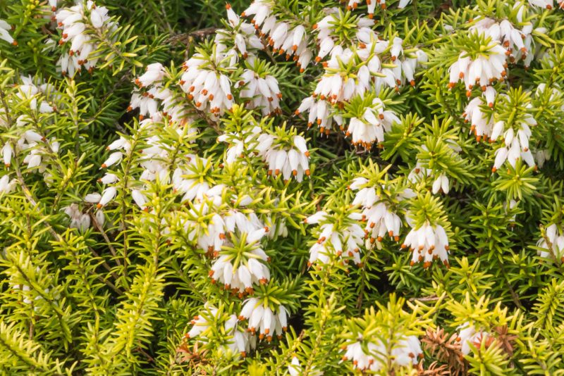 Golden Starlet (Erica carnea)