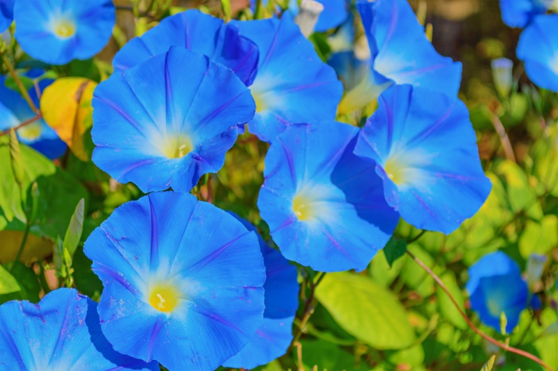 Heavenly Blue (Ipomoea tricolor)