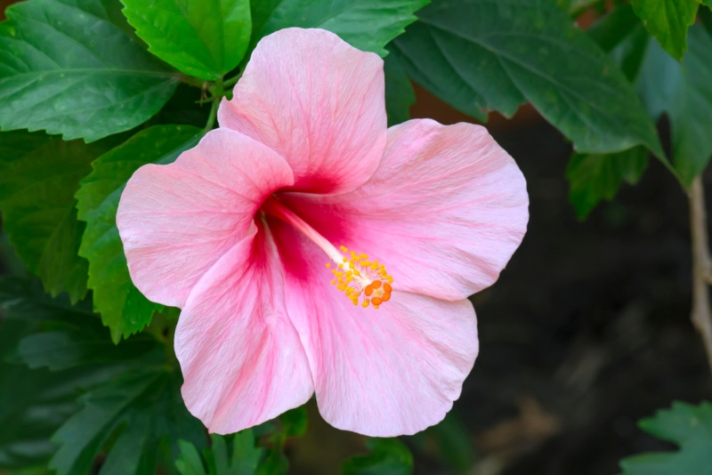 Hibiscus