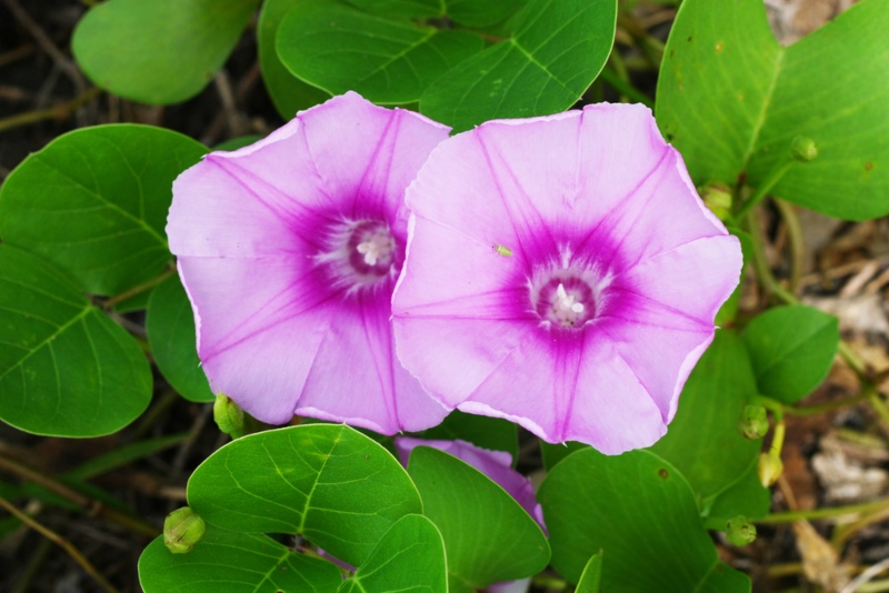 Ipomoea Pes-caprae (Beach Morning Glory)