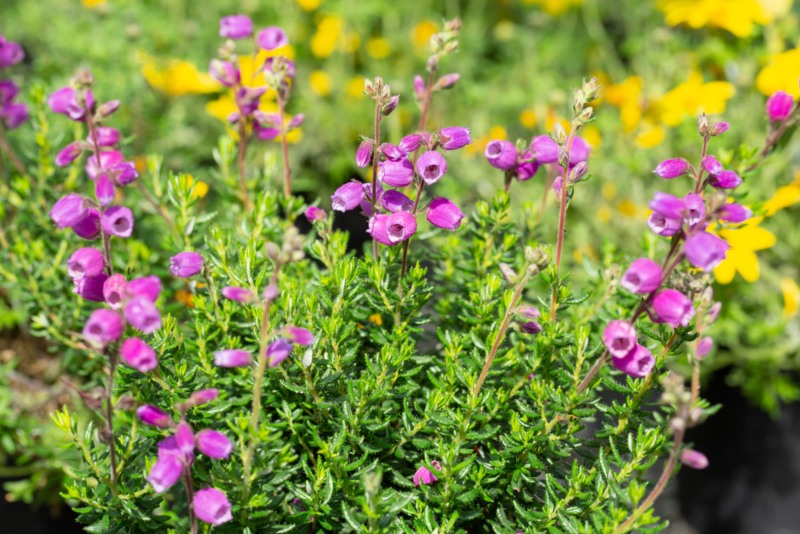 Irish Heath (Daboecia cantabrica)