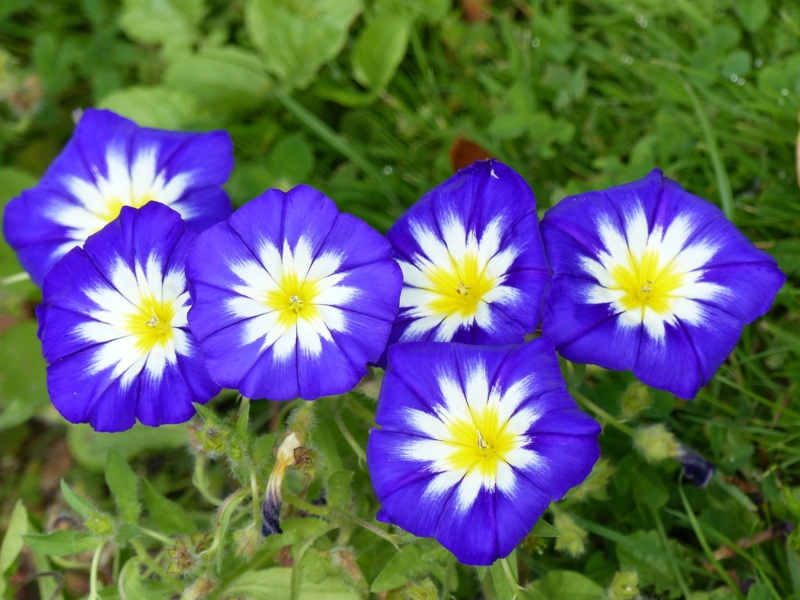 Ivy Morning Glory (Ipomoea Nil)