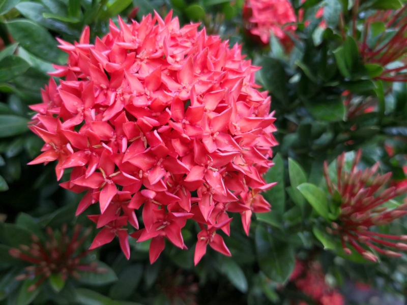 Ixora