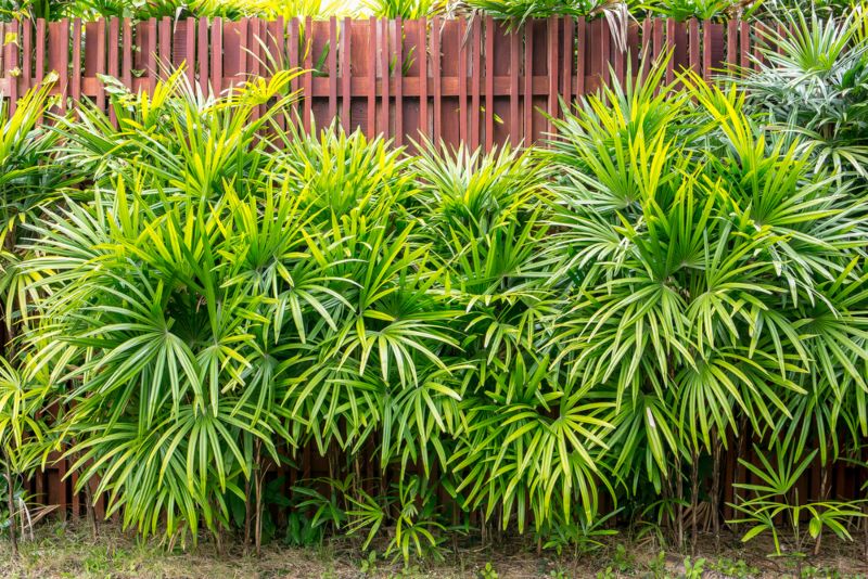 Lady Palm (Rhapis excelsa)