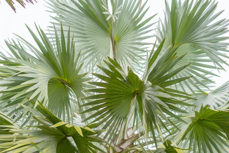 Latania Palm (Latania spp.)