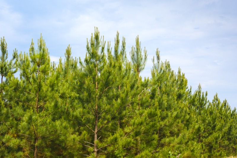 Lobolly Pine (Pinus taeda L.)