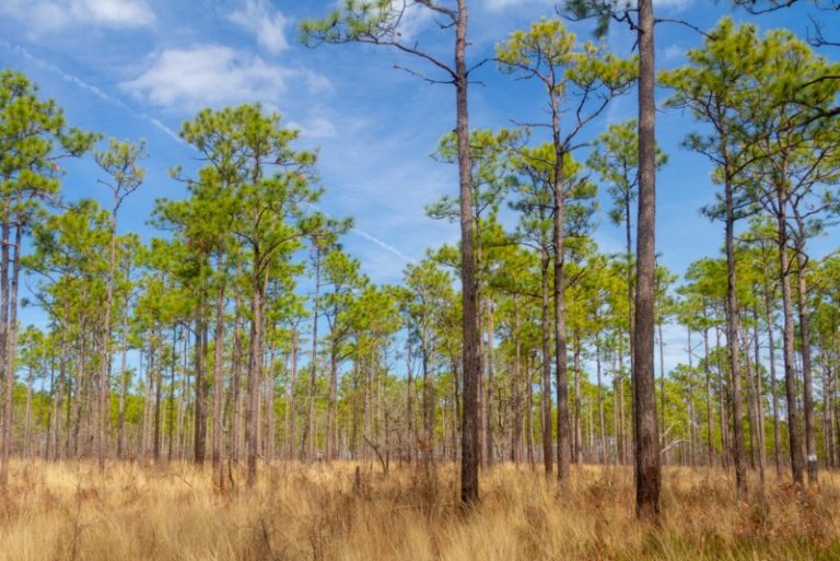 Different Types of Florida Pine Trees Garden Lovers Club