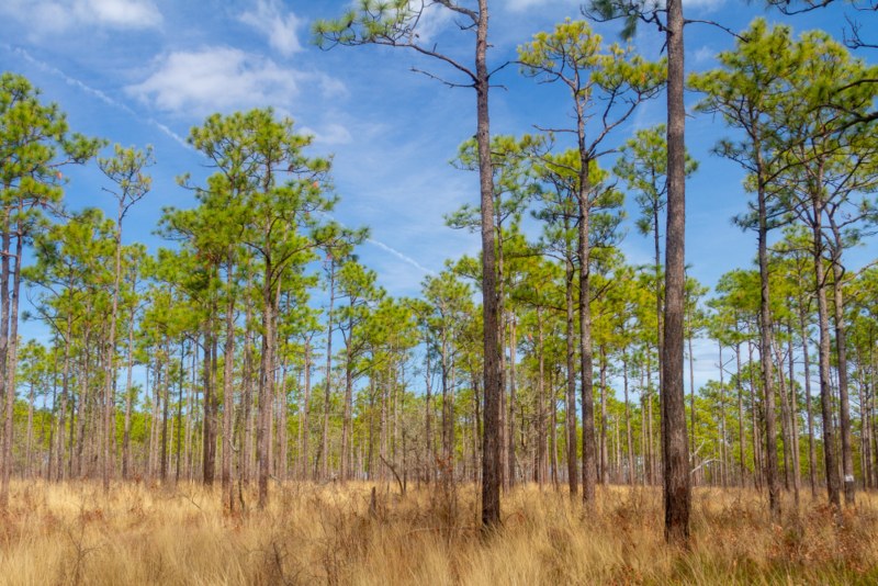 Longleaf Pine (Pinus palustris Mill)