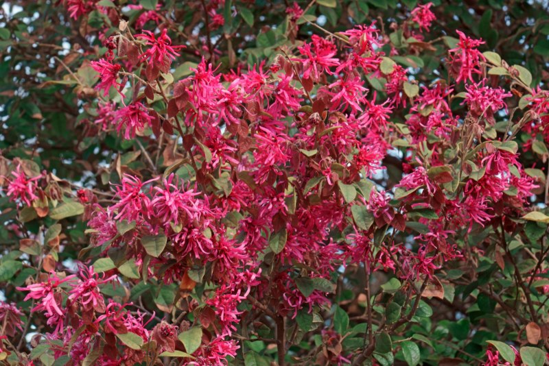 Loropetalum