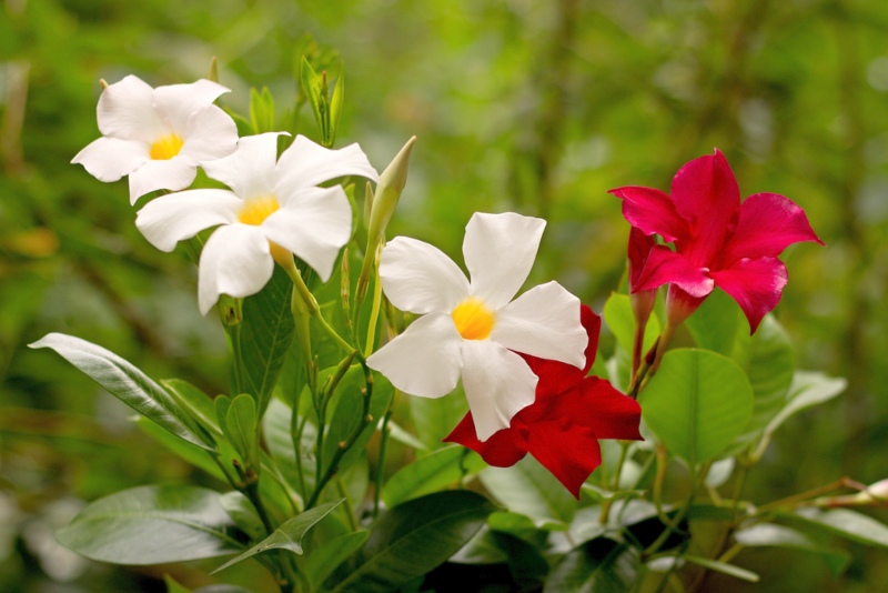 Mandevilla Vine