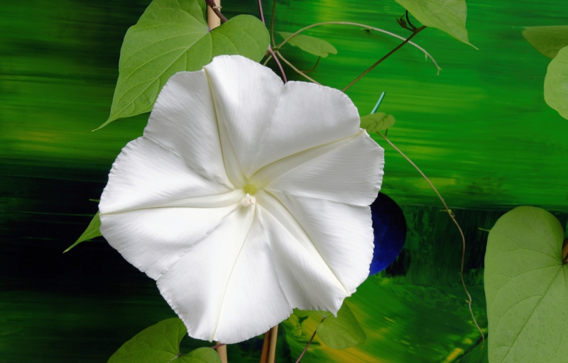 Moonflower (Ipomoea alba)