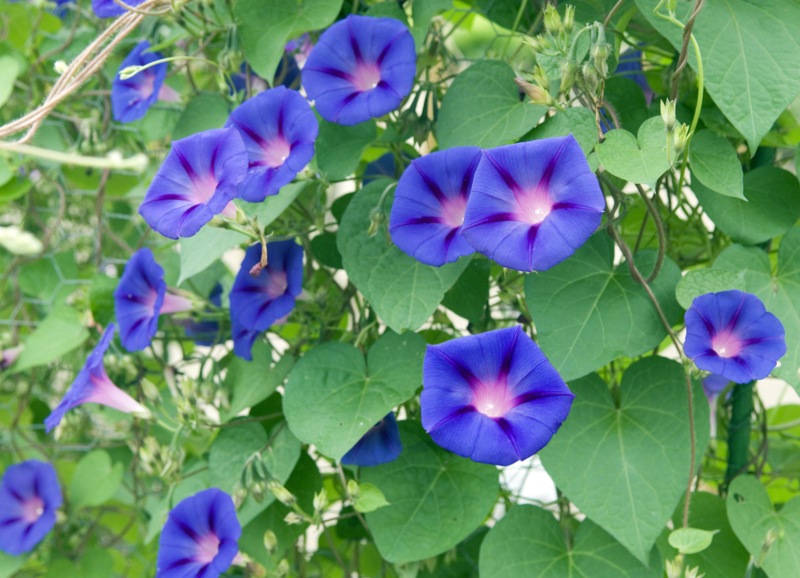 Morning Glory (Ipomoea purpurea)