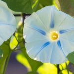 Morning Star (Ipomoea purpurea)
